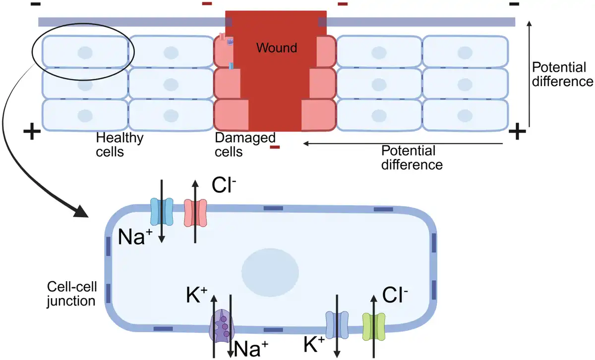 Representative figure for Exogenous electrical stimulation in soft tissue wounds healing: mechanism and devices
