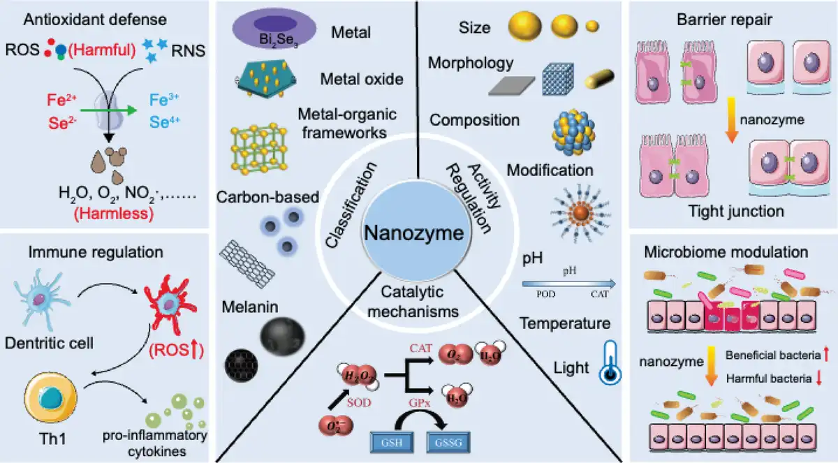 Representative figure for Pathogenesis-guided nanozymes: from design to therapy for gastrointestinal inflammation