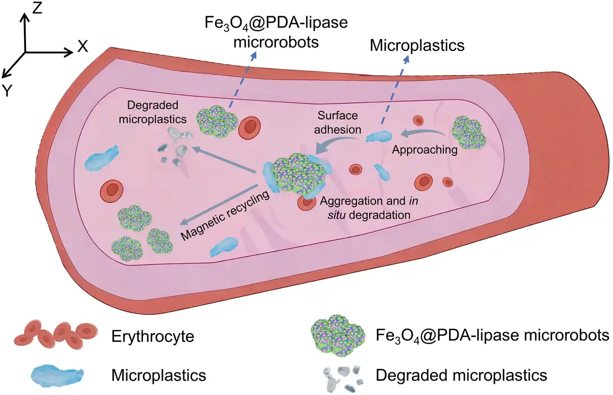 Representative figure for Magnetically driven microscavengers for microplastic degradation in blood